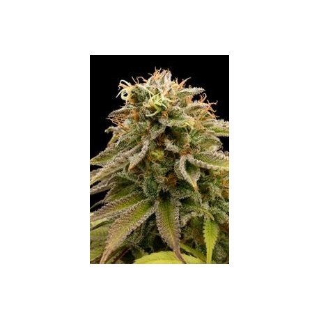 LEMON THAI KUSH *HUMBOLDT SEEDS 3 SEMI FEM