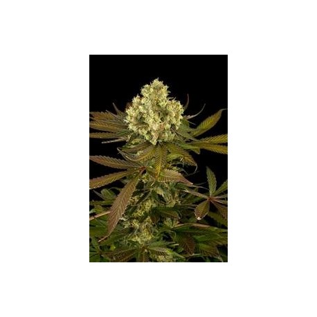 SOUR BLUEBERRY*HUMBOLDT SEEDS 3 SEMI FEM