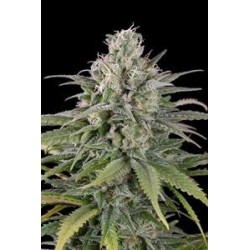 UK CHEESE AUTO*HUMBOLDT SEEDS 3 SEMI FEM