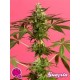 GUAVA BERRY KUSH ( EX GUAYITA) * GOLO LINE PHILOSOPHER SEEDS 3 SEMI FEM