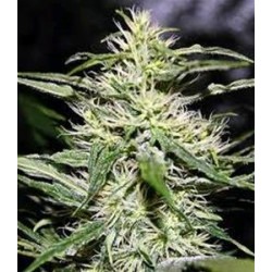 JACK HERER * BIOLOGICAL SEEDS 3 SEMI