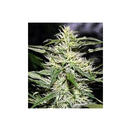 JACK HERER * BIOLOGICAL SEEDS 3 SEMI