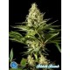 BLACK BOMB *CLASSIC LINE PHILOSOPHER SEEDS 5 SEMI FEM