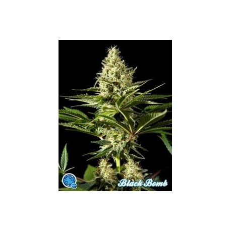 BLACK BOMB *CLASSIC LINE PHILOSOPHER SEEDS 5 SEMI FEM