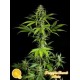 FRAGGLE SKUNK AUTO *AUTO LINE PHILOSOPHER SEEDS 5 SEMI FEM