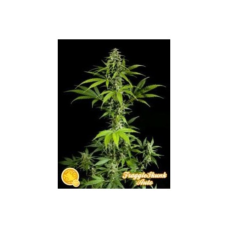 FRAGGLE SKUNK AUTO *AUTO LINE PHILOSOPHER SEEDS 5 SEMI FEM