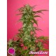 SWEET LOVE *GOLO LINE PHILOSOPHER SEEDS 5 SEMI FEM