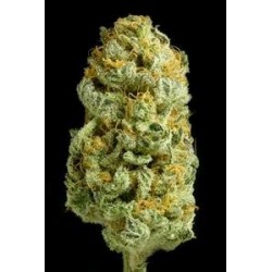 CRITICAL CHEESE * DINAFEM SEEDS 3 SEMI FEM