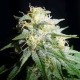 AUTO WHITE WIDOW * BIOLOGICAL SEEDS 1 SEME