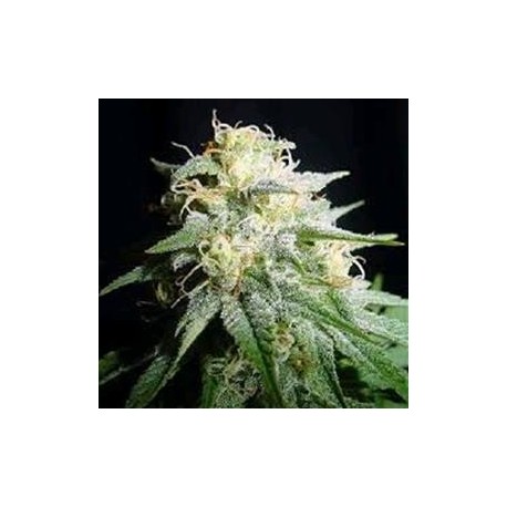 AUTO WHITE WIDOW * BIOLOGICAL SEEDS 1 SEME