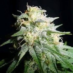 AUTO WHITE WIDOW * BIOLOGICAL SEEDS 3 SEME