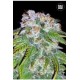 AUTO BIGGER BUD (AUTO BIG BUD) * BULKSEED BANK 5 SEMI FEM 