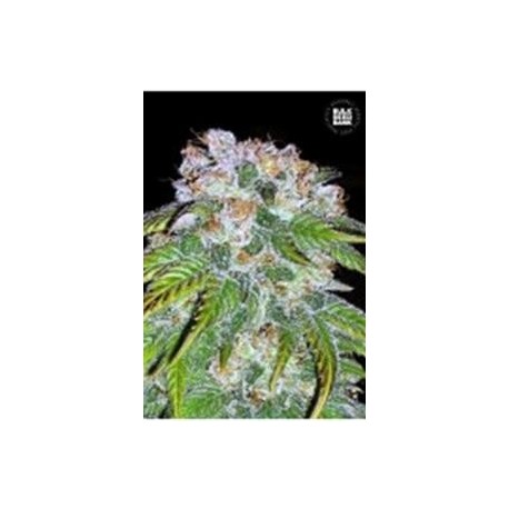 AUTO BIGGER BUD (AUTO BIG BUD) * BULKSEED BANK 5 SEMI FEM 