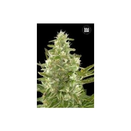 AUTO CHEESE * BULKSEED BANK 5 SEMI FEM 