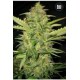 AUTO LIME SKUNK (AUTO LEMON SKUNK) * BULKSEED BANK 5 SEMI FEM 