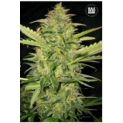 AUTO LIME SKUNK (AUTO LEMON SKUNK) * BULKSEED BANK 5 SEMI FEM 