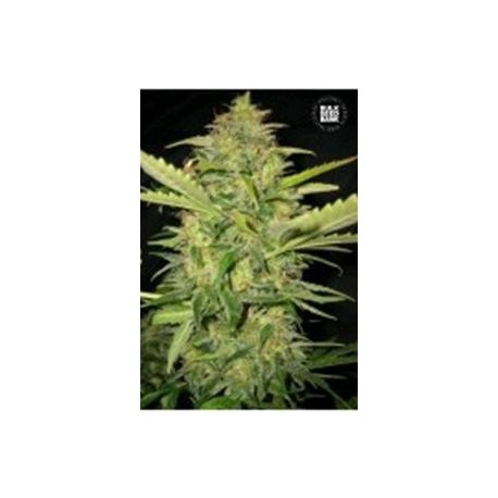 AUTO LIME SKUNK (AUTO LEMON SKUNK) * BULKSEED BANK 5 SEMI FEM 