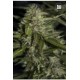 AUTO MAZAR EXTRA (AUTO MAZAR) * BULKSEED BANK 5 SEMI FEM 