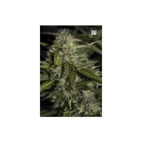 AUTO MAZAR EXTRA (AUTO MAZAR) * BULKSEED BANK 5 SEMI FEM 