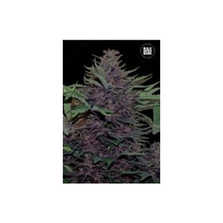 AUTO PURPLE GLAM KUSH* BULKSEED BANK 5 SEMI FEM 