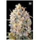 BIGGER BUD (BIG BUD) * BULKSEED BANK 5 SEMI FEM 