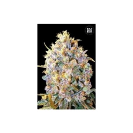 BIGGER BUD (BIG BUD) * BULKSEED BANK 5 SEMI FEM 