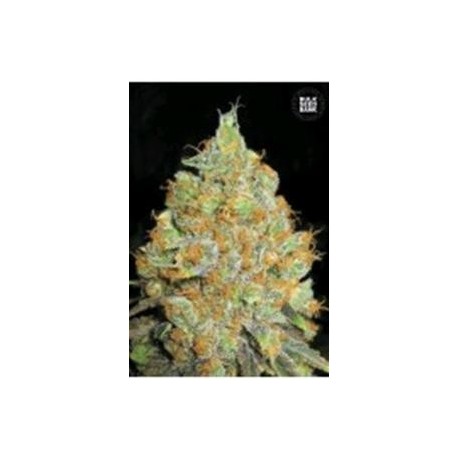 CRITICAL MASS * BULKSEED BANK 5 SEMI FEM 