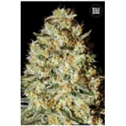 NEPAL GOLD (HIMALAYA GOLD) * BULKSEED BANK 5 SEMI FEM 