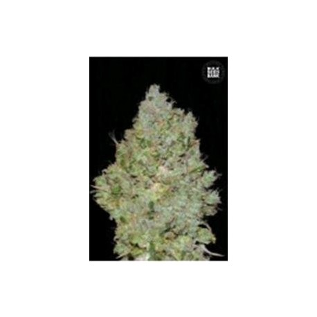 JACK HAIR (JACK HERER) * BULKSEED BANK 5 SEMI FEM 