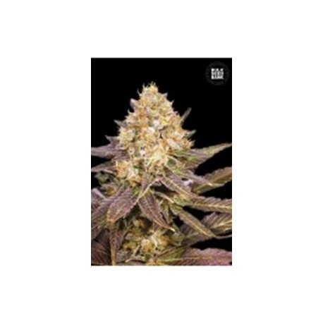 LAVENDER BEST (LAVENDER) * BULKSEED BANK 5 SEMI FEM 