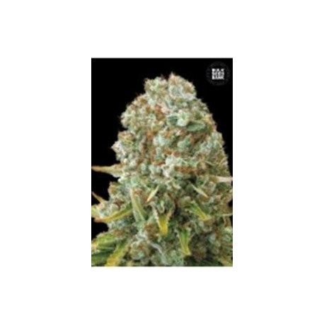 MOBY BIG (MOBY DICK) * BULKSEED BANK 5 SEMI FEM 