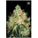 ORIGINAL ORANGE BUD (ORANGE BUD) * BULKSEED BANK 5 SEMI FEM 