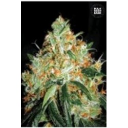 ORIGINAL ORANGE BUD (ORANGE BUD) * BULKSEED BANK 5 SEMI FEM 