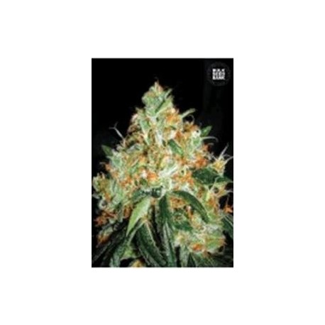 ORIGINAL ORANGE BUD (ORANGE BUD) * BULKSEED BANK 5 SEMI FEM 