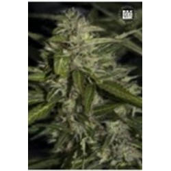 AUTO MAZAR EXTRA (AUTO MAZAR) * BULKSEED BANK 10 SEMI FEM 