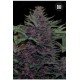 AUTO PURPLE GLAM KUSH (AUTO PURPLE KUSH) * BULKSEED BANK 10 SEMI FEM 