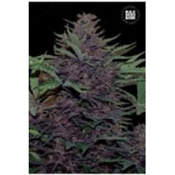 AUTO PURPLE GLAM KUSH (AUTO PURPLE KUSH) * BULKSEED BANK 10 SEMI FEM 