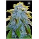 AUTO SWEET TOOTH * BULKSEED BANK 10 SEMI FEM 