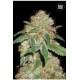 DARK DOMINA * BULKSEED BANK 10 SEMI FEM 