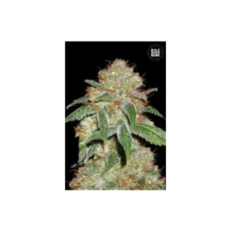 DARK DOMINA * BULKSEED BANK 10 SEMI FEM 