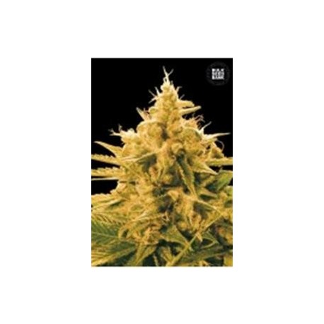 ANANAS FUNK (PINEAPPLE CHUNK) * BULKSEED BANK 10 SEMI FEM 