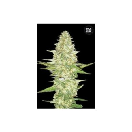 PERFECT POWER PLANT * BULKSEED BANK 10 SEMI FEM 