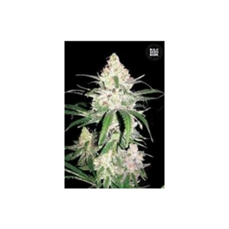 SPECIAL LIME HAZE (SUPER LEMON HAZE) * BULKSEED BANK 5 SEMI FEM 