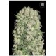 WHITE PRUSSIAN (WHITE RUSSIAN) * BULKSEED BANK 5 SEMI FEM 