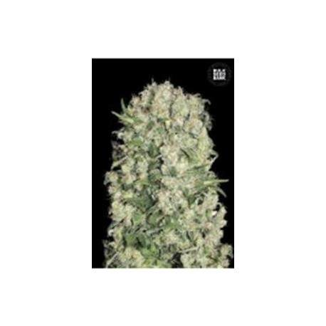 WHITE PRUSSIAN (WHITE RUSSIAN) * BULKSEED BANK 5 SEMI FEM 