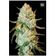 SPECIAL CRYSTAL HAZE * BULKSEED BANK 10 SEMI FEM 