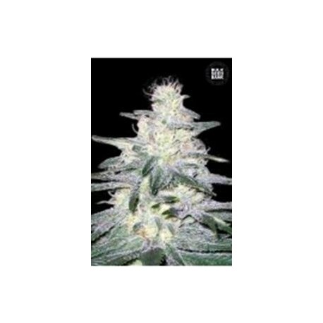 LOCOMOTIVE (TRAINWRECK) * BULKSEED BANK 10 SEMI FEM 