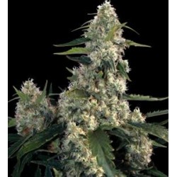 QUASAR * BUDDHA SEEDS 1 SEME FEM