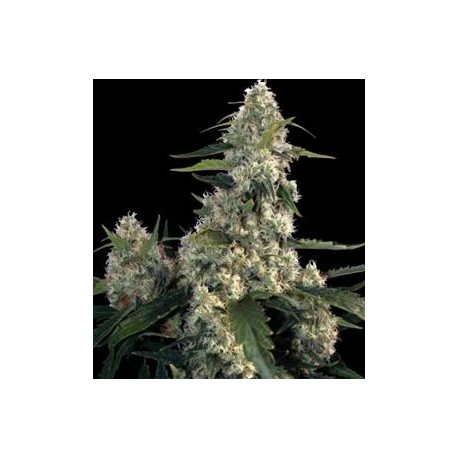 QUASAR * BUDDHA SEEDS 1 SEME FEM