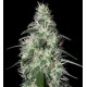 PULSAR * BUDDHA SEEDS 1 SEME FEM